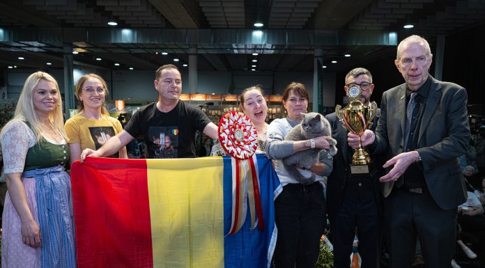 O pisică din România e cea mai frumoasă din Europa. Cum arată „ursoaica din Bucovina”