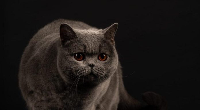 Kira Kiralina, supranumită Ursoaica din Bucovina, desemnată cea mai frumoasă pisică din Europa