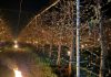 40.000 de euro arși într-o noapte ca să salveze cireșii de îngheț