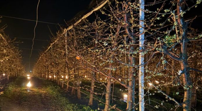 40.000 de euro arși într-o noapte ca să salveze cireșii de îngheț
