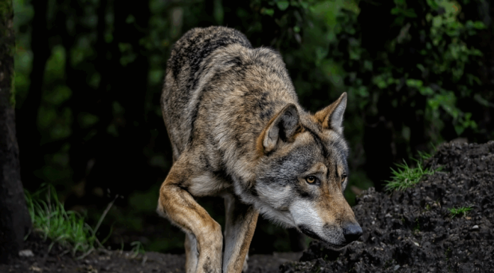 Optsprezece lupi găsiți morți într-un parc național italian. Sunt suspiciuni de otrăvire