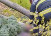 Neamţ: Un bărbat de 45 de ani a murit după ce un copac dintr-o pădure din comuna Alexandru cel Bun a căzut peste el – FOTO