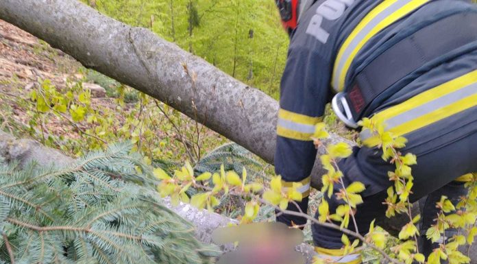 Neamţ: Un bărbat de 45 de ani a murit după ce un copac dintr-o pădure din comuna Alexandru cel Bun a căzut peste el – FOTO