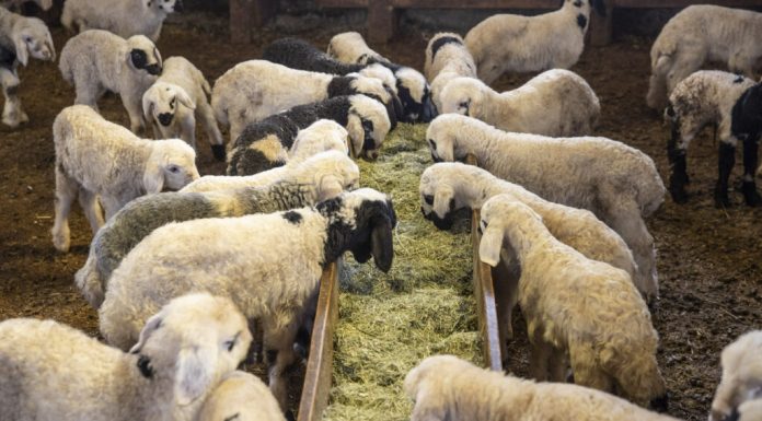 Alertă sanitară în Grecia, după descoperirea unui focar de febră aftoasă