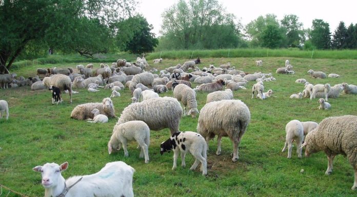 Caz bizar în Franța. Cum a fost prins un zoofil în serie