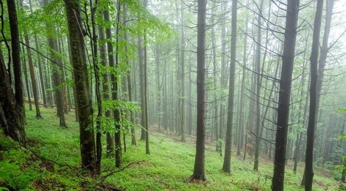 Miting de protest al sindicaliştilor în 28 aprilie, în faţa Guvernului: „Reformele” promovate de actualul Guvern ne-au adus la sapă de lemn!/ Revendicările Federaţiei Silva