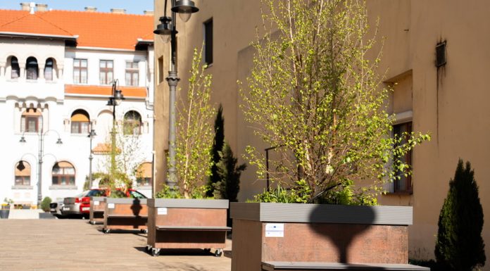 Țara nu are bani, dar Oradea cumpăra copaci pe roți cu 2600 de euro bucata. Poze incredibile cu “pădurea urbană mobilă” din orașul lui Bolojan
