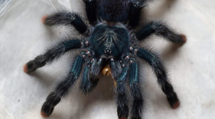 O femeie a uitat o cutie cu zeci de păianjeni într-un tren din Germania. Ce a urmat