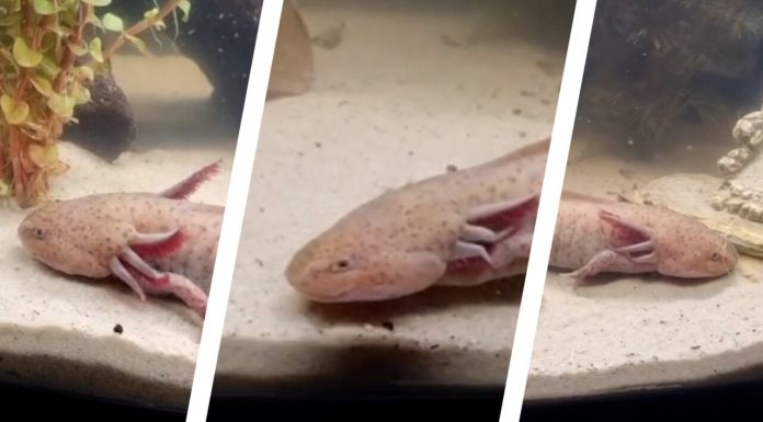 O fetiță de a pescuit „un pește” mexican cu patru picioare sub un pod din Țara Galilor. Cum a traversat creatura Atlanticul