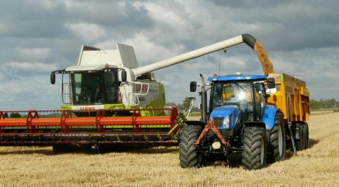 România i-a luat locul Ucrainei ca principal furnizor de rapiță pentru Germania