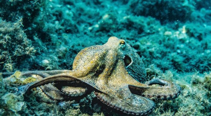 Caracatițe uriașe de până la 19 metri dominau oceanele acum 100 de milioane de ani, arată un nou studiu