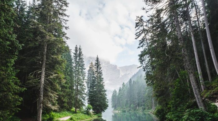 O pădure dispărută acum 400.000 de ani a fost redescoperită într-un loc neașteptat din Europa