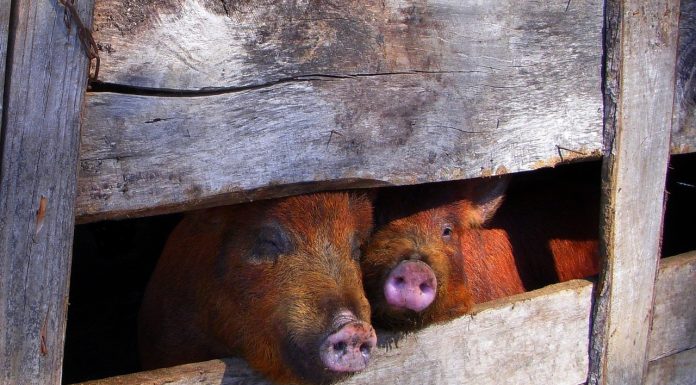 Multe ferme de porci din România riscă închiderea, după scăderea prețurilor sub costurile de producție