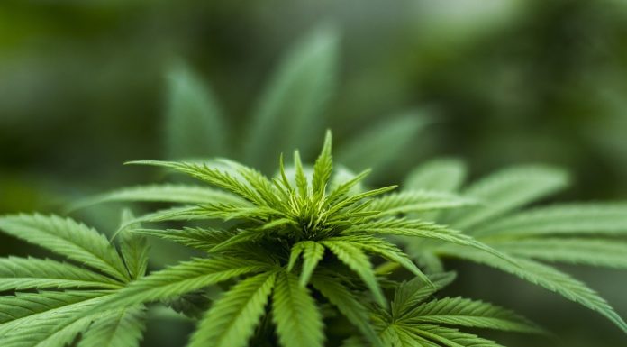 SUA relaxează regulile privind marijuana