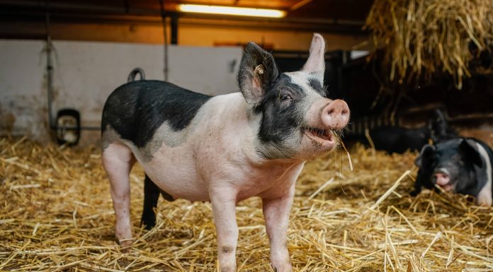 Fermele românești de porci, în pragul colapsului. Sunt obligate să vândă în pierdere, iar Guvernul e chemat să facă ordine