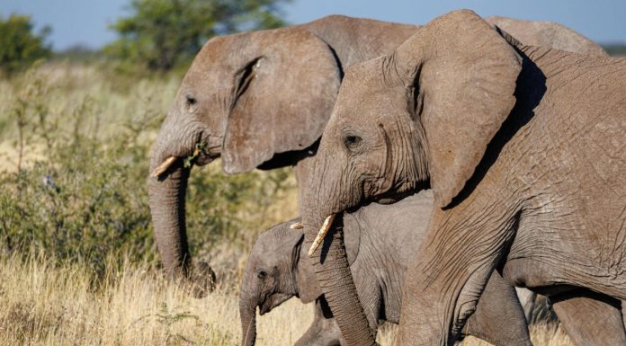 Cea mai nouă vedetă de la grădina zoologică din Washington. Vizitatorii, dați pe spate de un pui rar de elefant