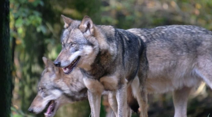 Imagini rare cu o familie de lupi surprinse în Parcul Național Semenic – Cheile Carașului