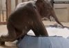 Vedetă nouă la grădina zoologică din Washington. Un pui rar de elefant asiatic a cucerit vizitatorii