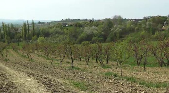 Valul de frig a distrus livezile. Vom avea mai puține fructe românești pe piață. Ce spun fermierii