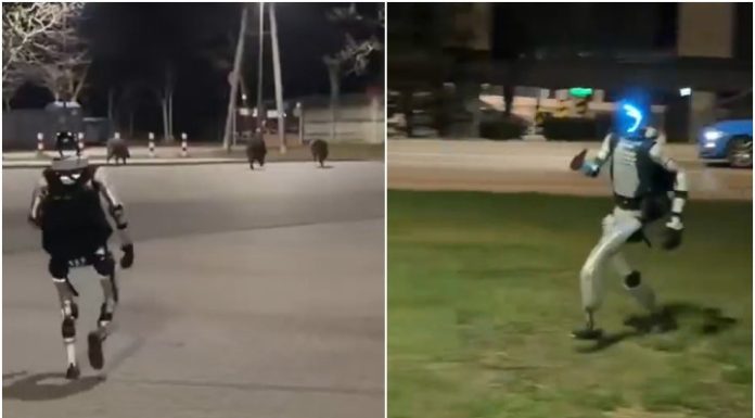 VIDEO. Un robot umanoid care a urmărit o turmă de mistreți în Varșovia, noua vedetă a internetului. Momentul viral