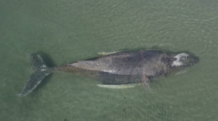 Salvați-l pe Timmy: Operațiunea de salvare a unei balene cu cocoașă care a eșuat de cinci ori