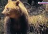 Lecție de supraviețuire în sălbăticie: o ursoaică își veghează puiul rătăcit în pădurile din Suceava