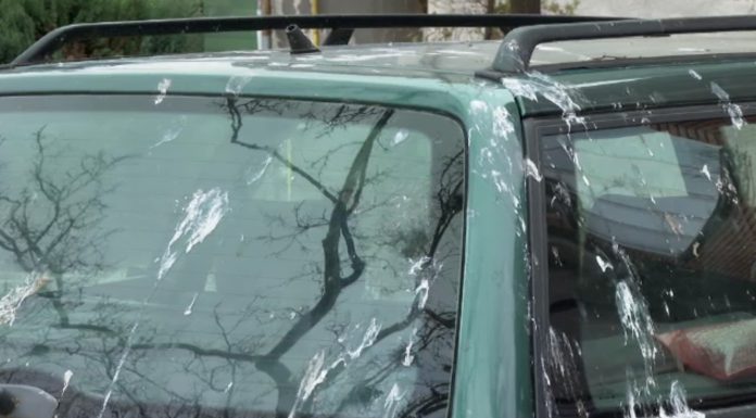 „Război” cu ciorile în Bistrița: mașini și trotuare murdare, primăria testează soluții cu laser