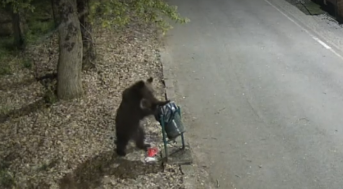 Autoritățile din Târgu Mureș sunt în alertă: un urs a fost surprins în zone frecventate de oameni
