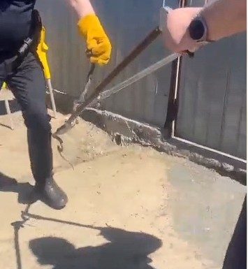 Tulcea: Jandarmii au scos un şarpe din compartimentul motor al unui autoturism, unde se ascunsese în zona grilei de aerisire / El a fost eliberat apoi în mediul natural – VIDEO