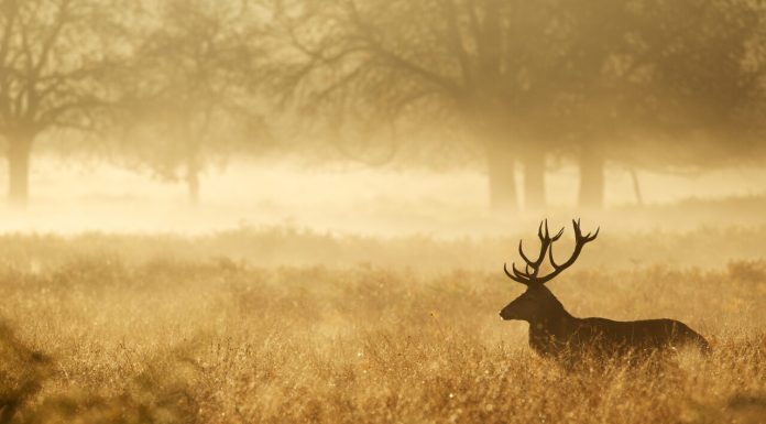 Condamnare definitivă pentru mărturie mincinoasă, într-un grav dosar de braconaj la Cluj