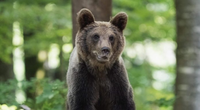 Animalele sălbatice se adaptează la viața din oraș în moduri surprinzătoare
