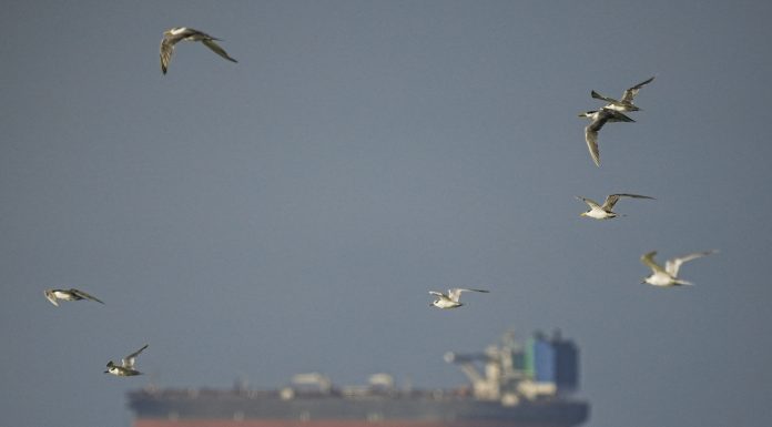 Peste 20 de nave au traversat Strâmtoarea Ormuz într-o singură zi. E cel mai mare număr de nave de la început de martie