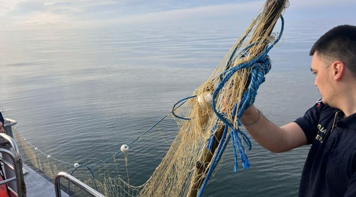 Poliţiştii de frontieră au salvat cinci sturioni prinşi în plase ilegale, în Marea Neagră
