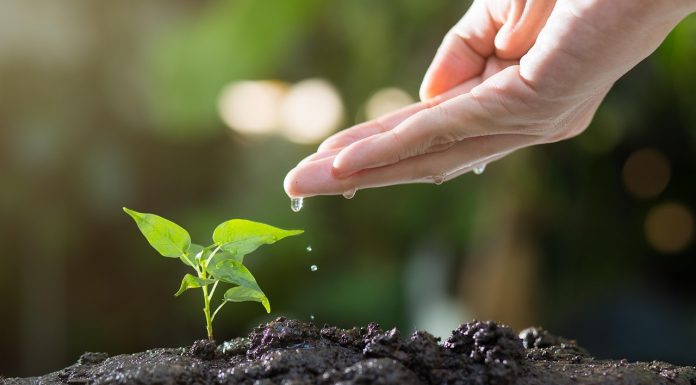 Casa-gradina.ro – Ce este permacultura sau grădinăritul fără săpătură