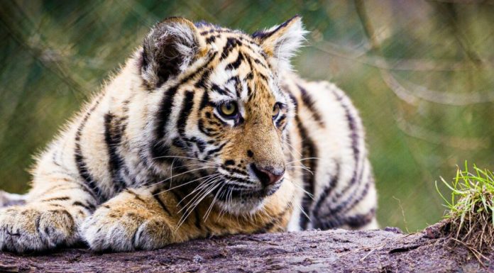 Fără selfie-uri, fără telefoane: de ce destinațiile pentru viață sălbatică încep să spună „nu” turiștilor