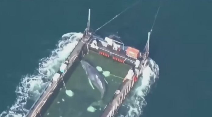„Cred că va muri. Ce e așa rău?” Biologii marini critică misiunea de salvare a balenei „Timmy”, în timp ce milionarii o transportă în Marea Nordului