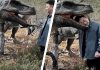 Un turist a ajuns la spital după ce și-a prins capul în gura unui dinozaur, într-un parc de distracții. Imagini cu „atacul dinozaurului“