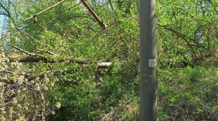 CFR: Circulația trenurilor oprită temporar pe două trasee din țară, din cauza copacilor căzuți