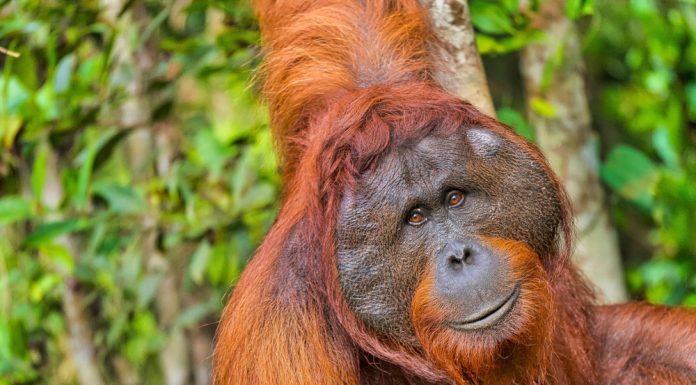 ”S-a întâmplat, în sfârșit.” Pentru prima dată, o specie aflată în pericol de dispariție, filmată traversând un pod suspendat