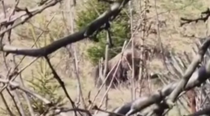 Urs zărit în apropierea unui sat din Bacău. O femeie și-a făcut curaj să-l filmeze