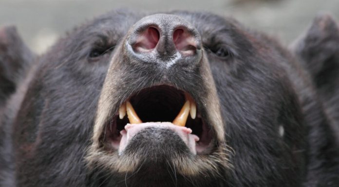 Primarii pot împuşca urşii care atacă oamenii şi gospodăriile. Deputaţii au aprobat textul de lege