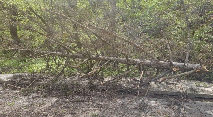 Vântul puternic a doborât copaci în mai multe zone din țară. Intervenţii ale pompierilor în Neamţ şi Satu Mare