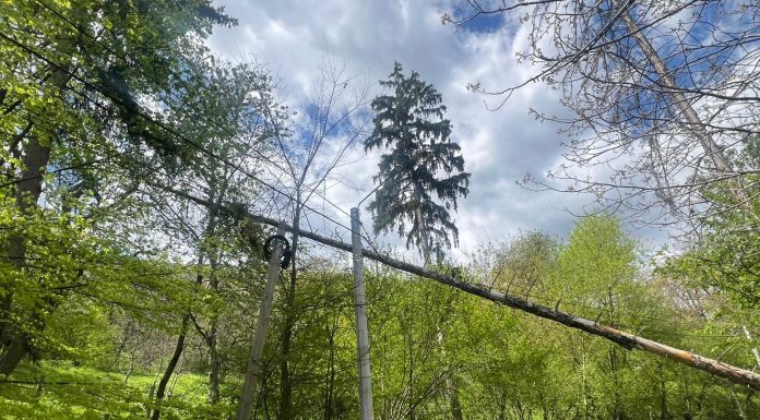 IGSU: Pompierii au intervenit, în ultimele 24 de ore, pentru îndepărtarea a peste 100 de arbori prăbuşiţi din cauza vântului / Cele mai multe probleme, în judeţele Iaşi, Neamţ, Suceava şi Vaslui