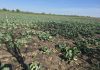 Varza de primavară, calamitată de schimbările climatice. Pagube însemnate pentru producători