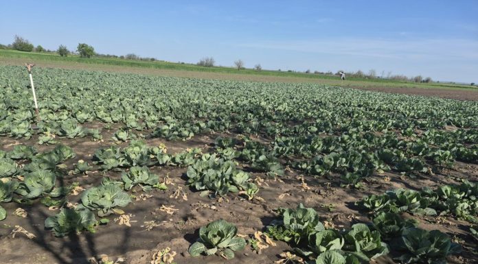 Varza de primavară, calamitată de schimbările climatice. Pagube însemnate pentru producători