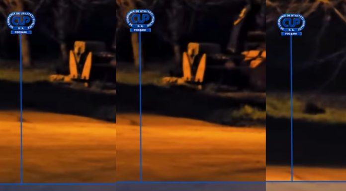 Imagini inedite cu o vidră la Focșani. În ce loc a fost surprinsă aceasta