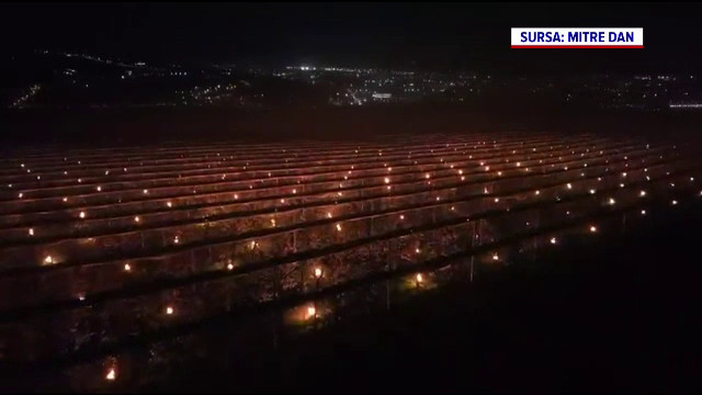 O fermă din Cluj a aprins 4.000 de lumânări ca să își salveze livada de la îngheț. Costurile au ajuns la 40.000 de euro