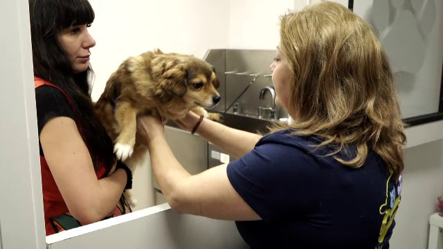 Taxiuri pentru prietenii necuvântători: ”Economisim timp”. Cât costă un astfel de serviciu