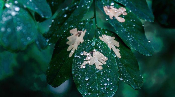 Sunetul ploii ar putea ajuta semințele să decidă când să încolțească