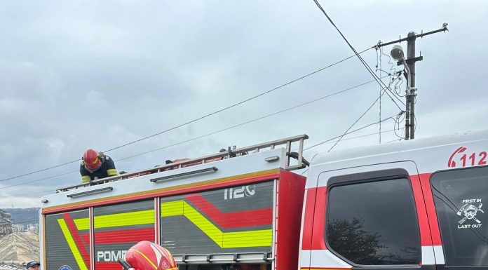 Iaşi – Pisică rămasă blocată la 12 metri înălţime, într-un brad – FOTO